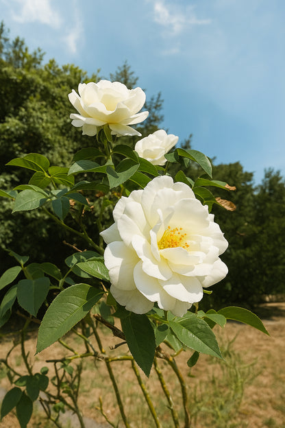 WHITE ROSE AND CEDARWOOD